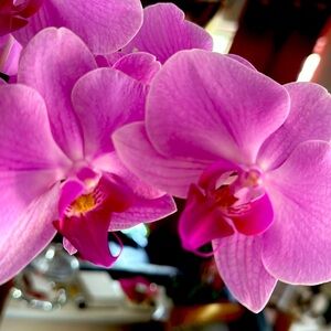 Exchange for B live show earrings